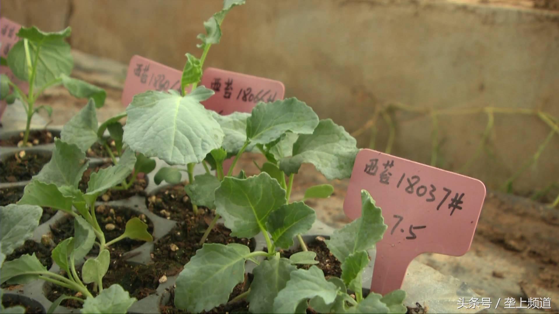 兰花养殖_西兰花的养殖技术_兰花养殖条件技巧