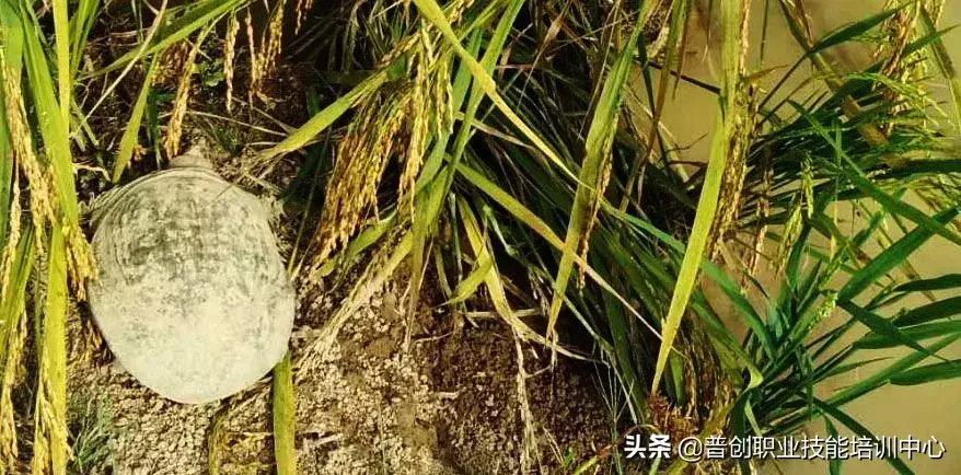 稻田还能养鳖！全套稻田养鳖生态混养技术！