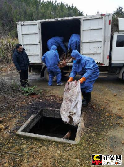 致富经黄麂养殖视频_黄麂养殖技术视频_黄麂人工养殖