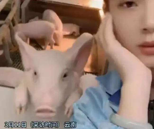 专业养猪视频_视频养殖猪技术大全_猪养殖技术视频