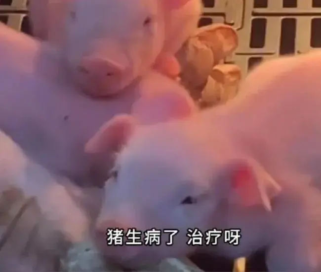 猪养殖技术视频_视频养殖猪技术大全_专业养猪视频