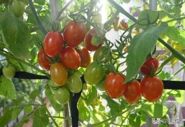 豇豆对土壤的要求_无土栽培豇豆_无土豇豆种植技术