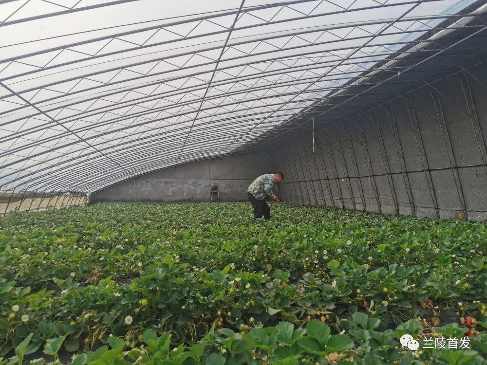 草莓种植致富经_种植草莓能致富吗_致富能种植草莓吗