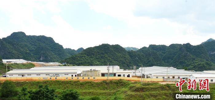 致富养殖梅州土鸡_致富养殖梅州土鸡视频_梅州土鸡养殖致富