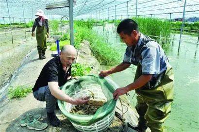 致富养殖大棚技术参考_致富养殖大棚技术要求_大棚养殖致富技术