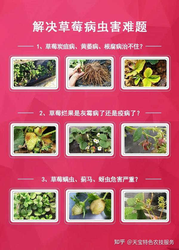 种植草莓能致富吗_草莓种植致富经_致富能种植草莓吗