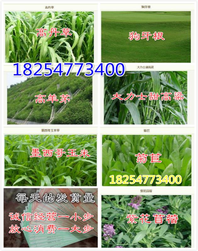 食叶草养鸭_吃草的鸭致富经_喂鸭的草