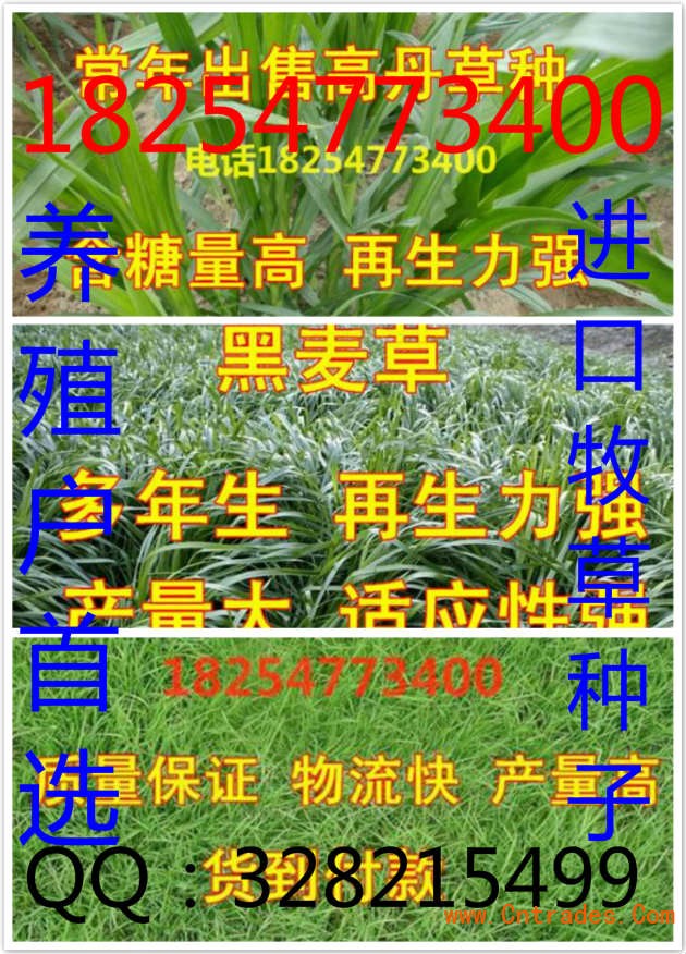 食叶草养鸭_吃草的鸭致富经_喂鸭的草