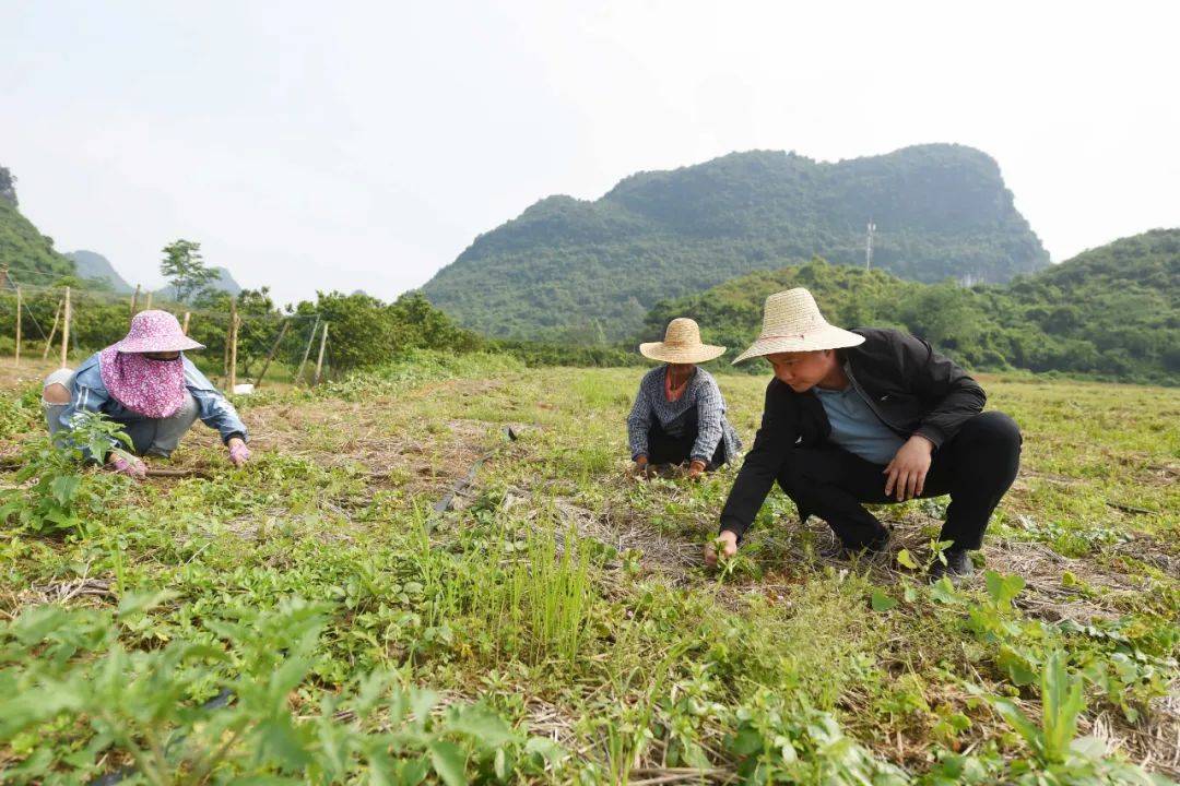 大棚致富项目_大棚养殖致富技术_专业养殖大棚