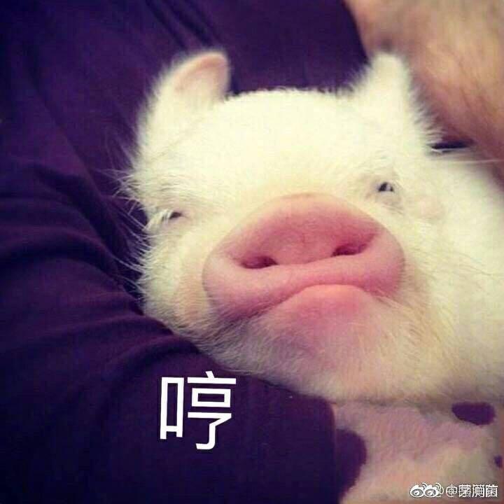 优质问答真实经验分享_优质猪肉生产技术问答_黄瓜超高产优质栽培技术问答
