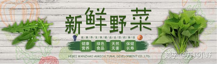 大棚种植野菜前景怎样，哪些野菜适合大棚种植？