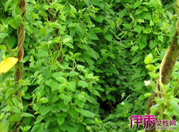 臭参种植致富_臭参种植视频_臭参种植技术