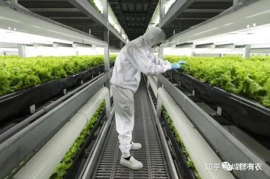 致富农场种植花生_农场种植致富花_农村致富种植