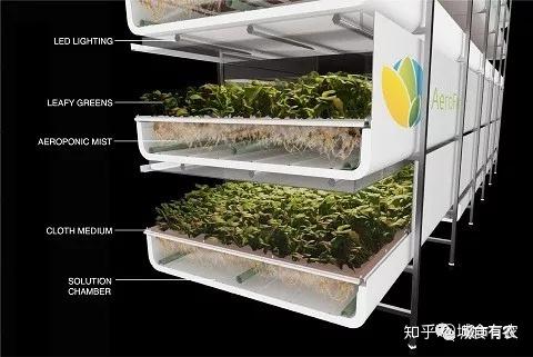 致富农场种植花生_农场种植致富花_农村致富种植