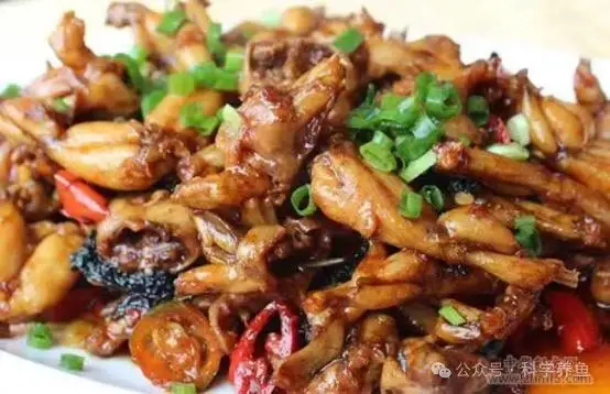 早养殖早致富_养殖致富经_致富养殖视频