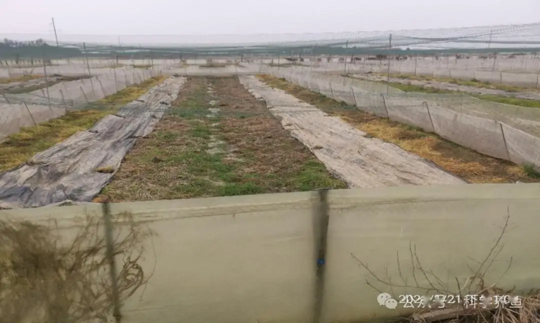养殖致富经_早养殖早致富_致富养殖视频