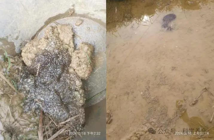 养殖致富经_致富养殖视频_早养殖早致富