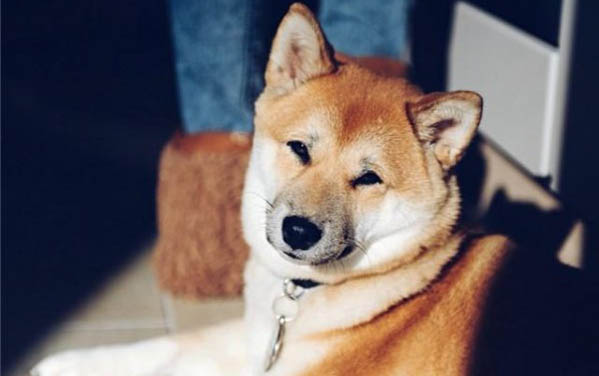 如何训练狗狗定点大小便