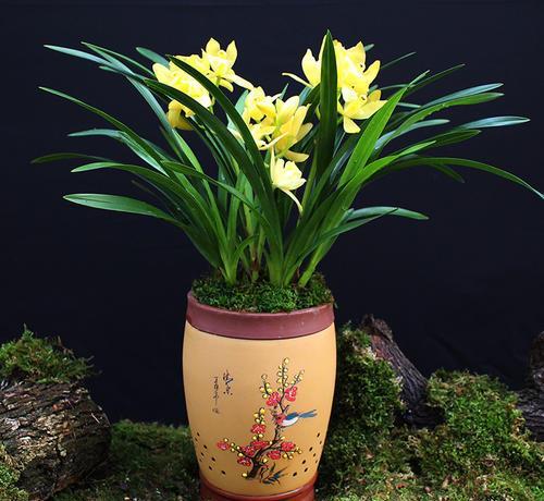 兰花北方养殖技术_兰花养殖北方技术与管理_兰花养殖北方技术要求