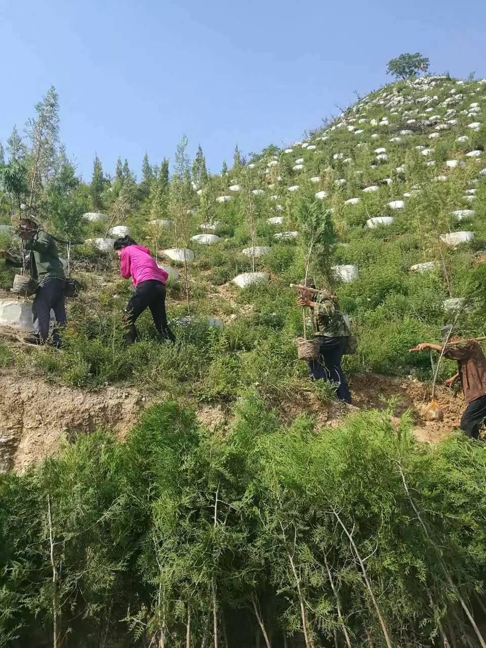 致富大亨百度百科_致富大亨百科_致富经鲟鱼大亨