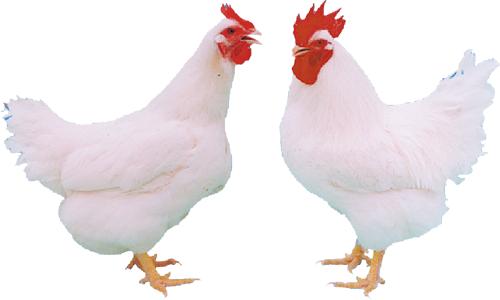 肉鸡养鸡技术_肉鸡养殖技术视频_三黄肉鸡养殖技术