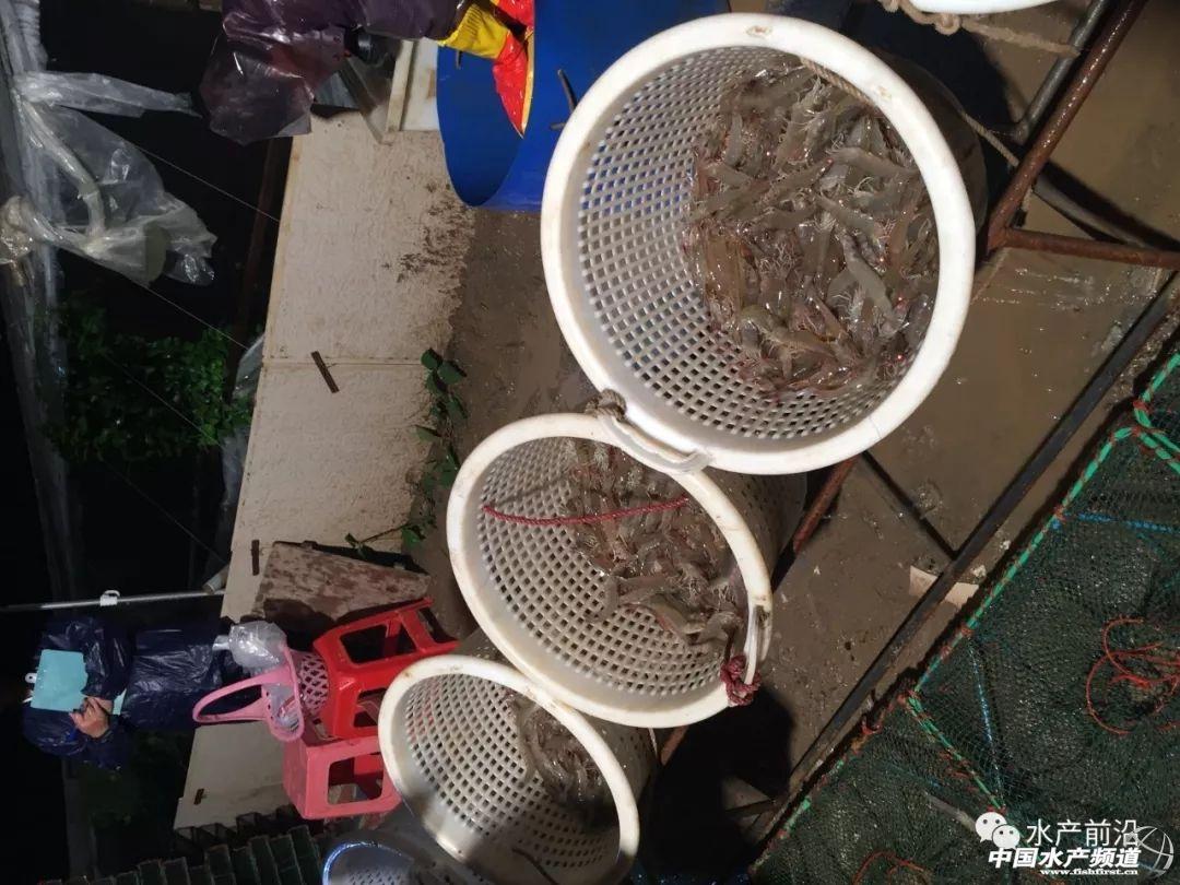 致富宠物养狗视频_致富经养狗视频2018_致富经养宠物狗