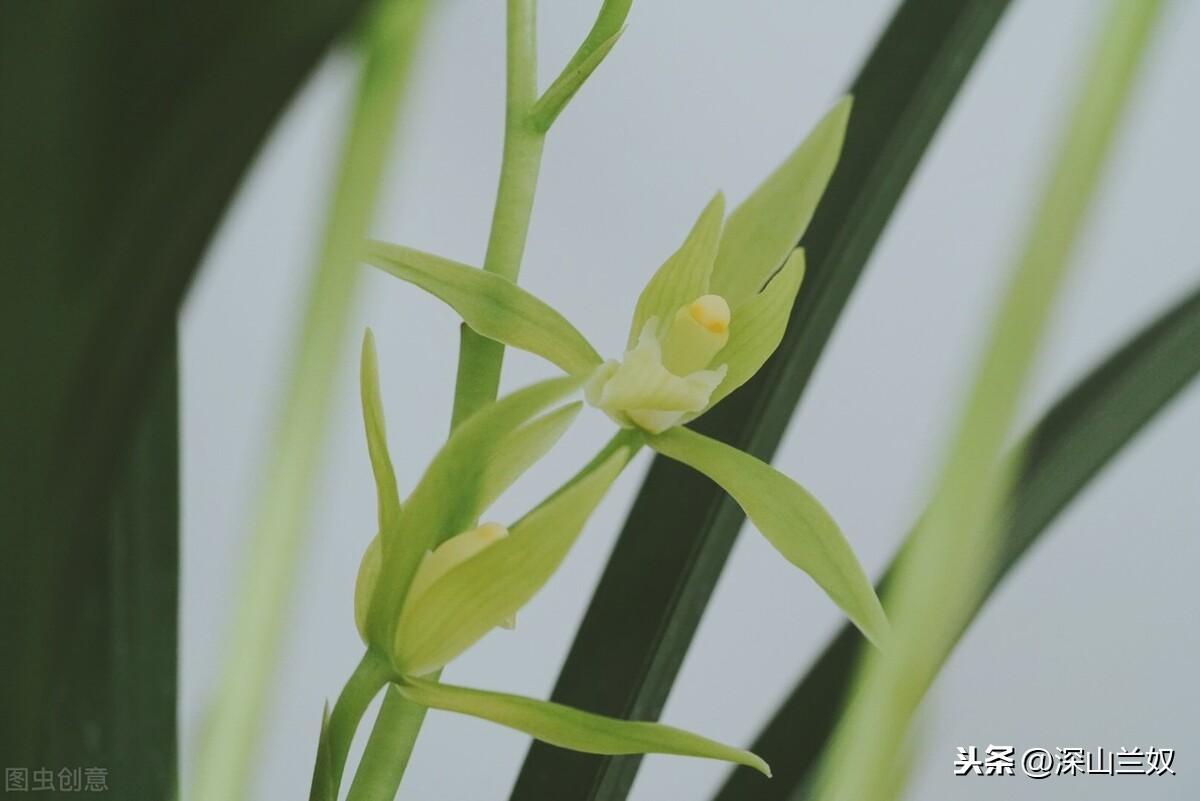 兰花北方养殖技术_兰花养殖北方技术要求_北方养兰花秘籍