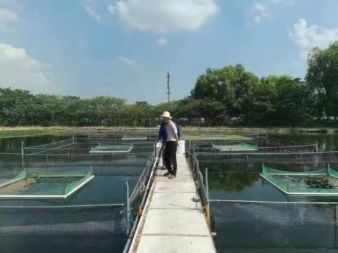草鱼池塘养殖技术_草鱼池塘养鱼技术视频_养殖草鱼池塘技术要点