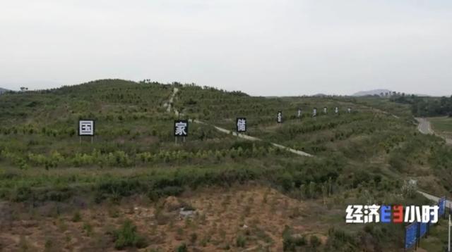 种植独活的经济效益_种植独活药材用什么肥料好_独活种植致富