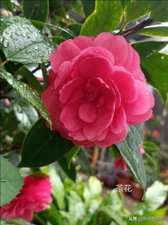 兰花养殖北方技术视频_兰花养殖北方技术与管理_兰花北方养殖技术