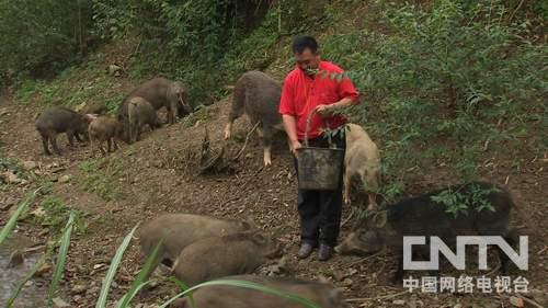 致富经2养龟视频_致富经养龟2018年全集_致富经2015全集养龟