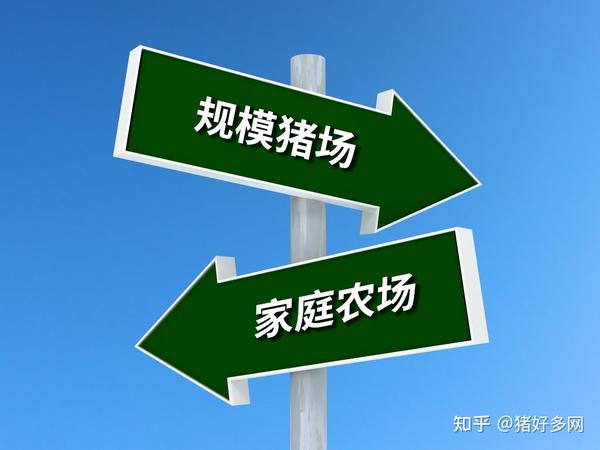 养殖黑猪赚钱吗_黑猪养殖 致富_农村养殖黑猪