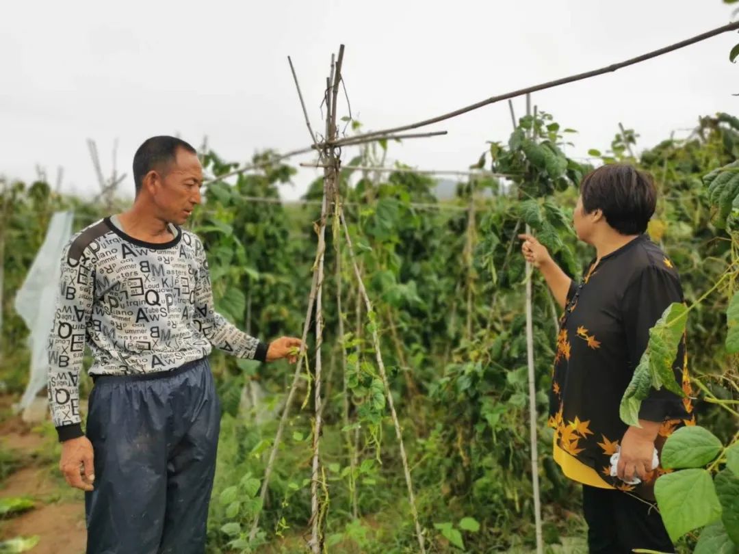 致富桑蔬菜种植视频_种植桑叶菜致富_种植蔬菜桑致富