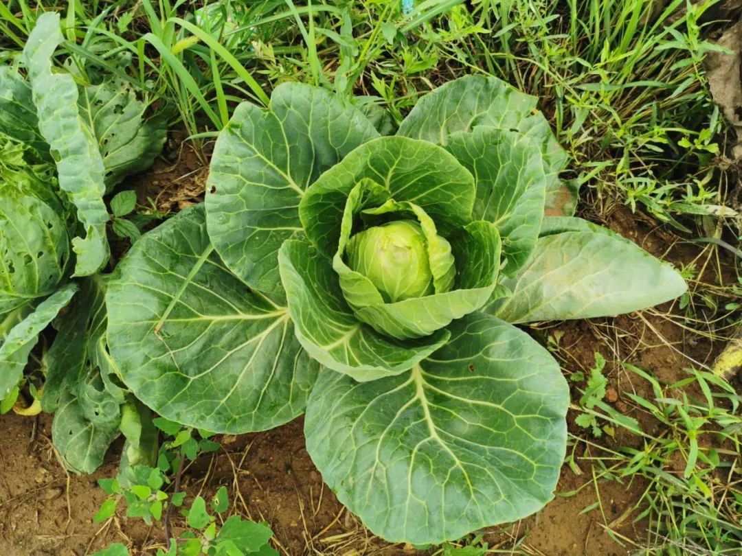 种植桑叶菜致富_种植蔬菜桑致富_致富桑蔬菜种植视频