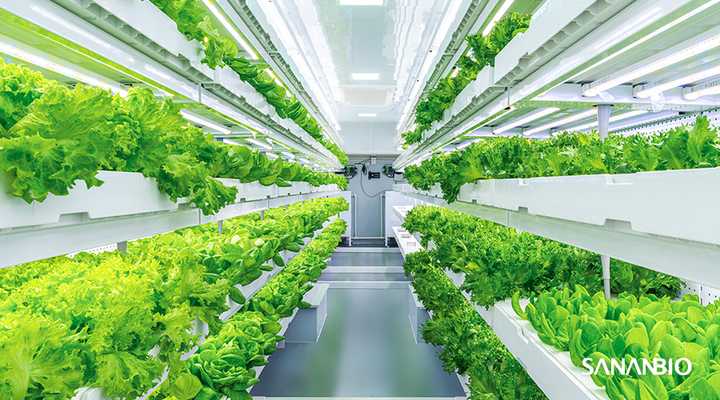 农民致富种植项目_农场种植致富花_致富农场种植花草视频