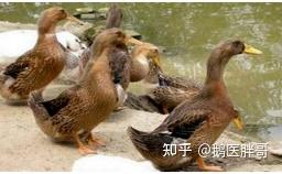 夏季养鸭，怎样保证养殖利润 高温天养鸭棚怎么降温 夏天鸭棚怎么降温