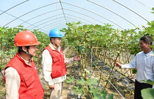 种植无花果致富_每日农经无花果种植视频_种无花果致富经视频