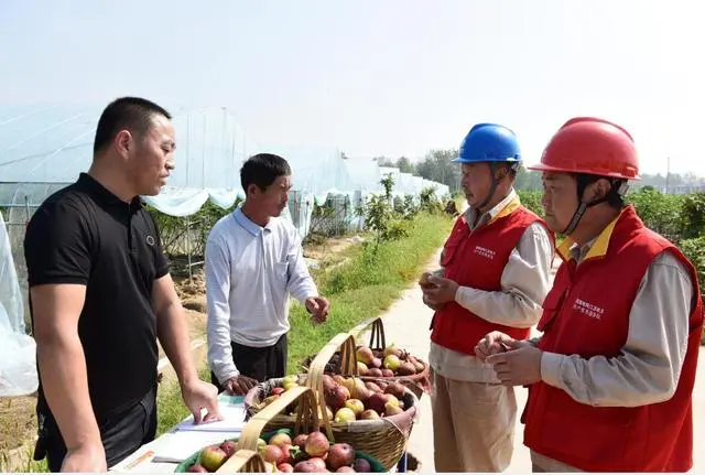 每日农经无花果种植视频_种植无花果致富_种无花果致富经视频