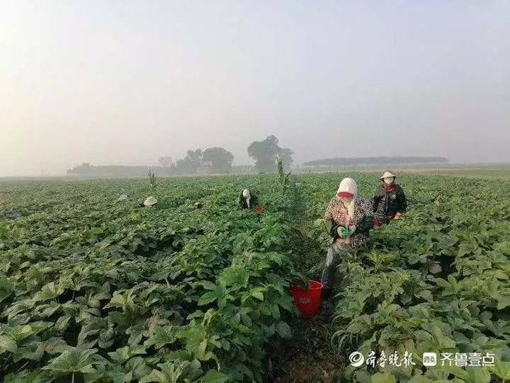 关注种植秋葵致富_秋葵种植效益怎么样_种植秋葵赚钱吗