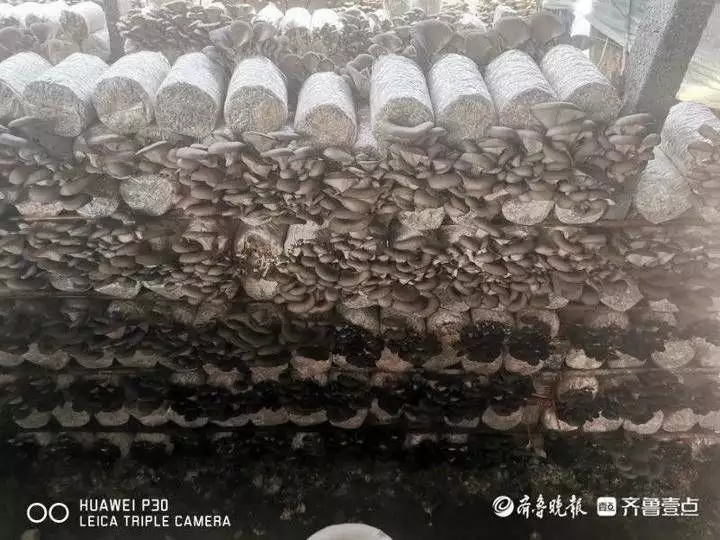 关注种植秋葵致富_秋葵种植效益怎么样_种植秋葵赚钱吗