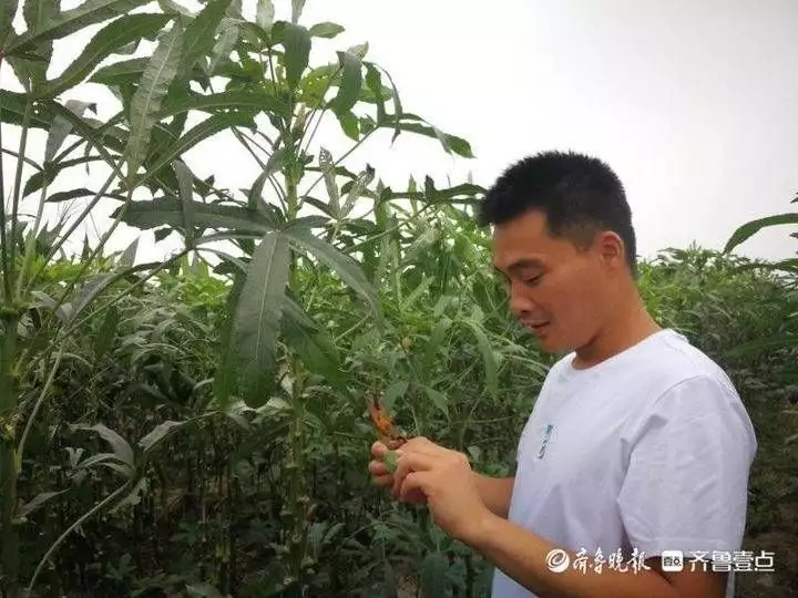 种植秋葵赚钱吗_秋葵种植效益怎么样_关注种植秋葵致富