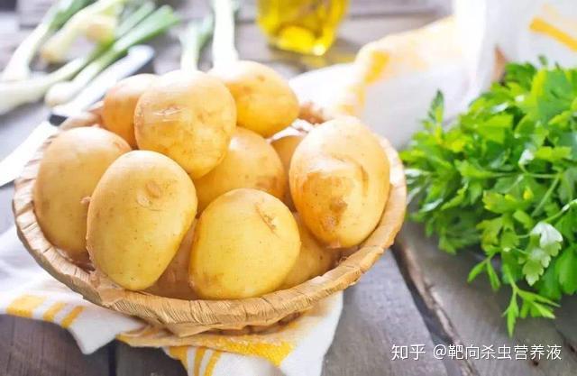 洋玉的种植技术_洋玉米是什么东西_玉玉怎么种植