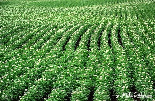 爱德华王子岛大学科研团队正在培养抗疣马铃薯品种