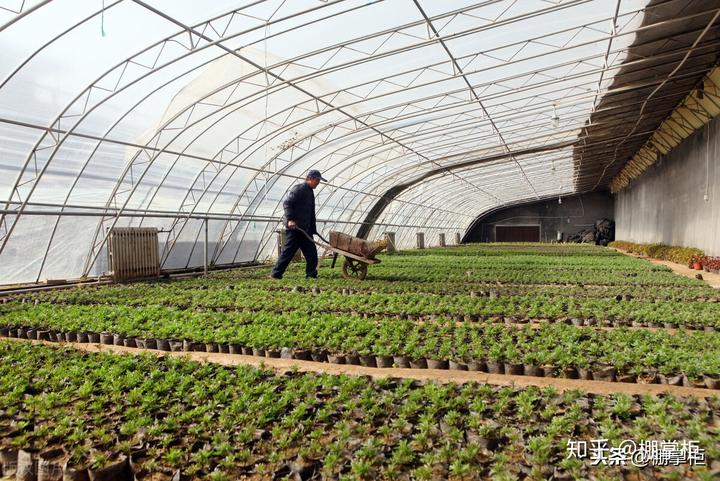 致富龙虾大棚种植视频_致富龙虾大棚种植图片_致富经大棚种植龙虾
