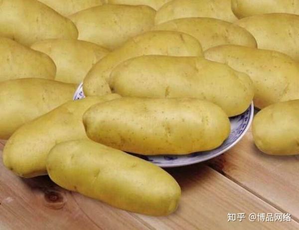 洋玉米是什么东西_洋玉的种植技术_洋芋种植技术视频