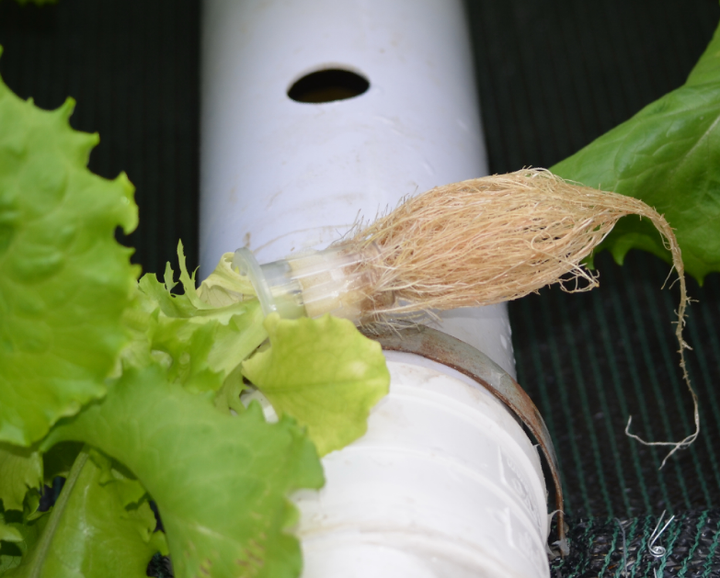 春季空心菜种植方法_反季空心菜种植视频_反季节空心菜种植技术