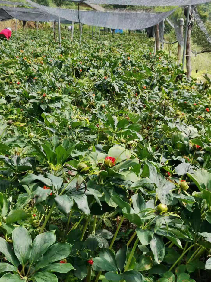 致富药材种植_中药种植致富新路_中药材种植致富经