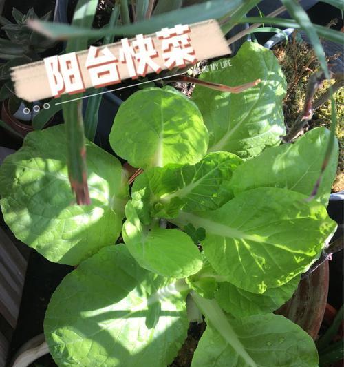 视频种植菜技术有哪些_视频种植菜技术教程_快菜种植技术视频