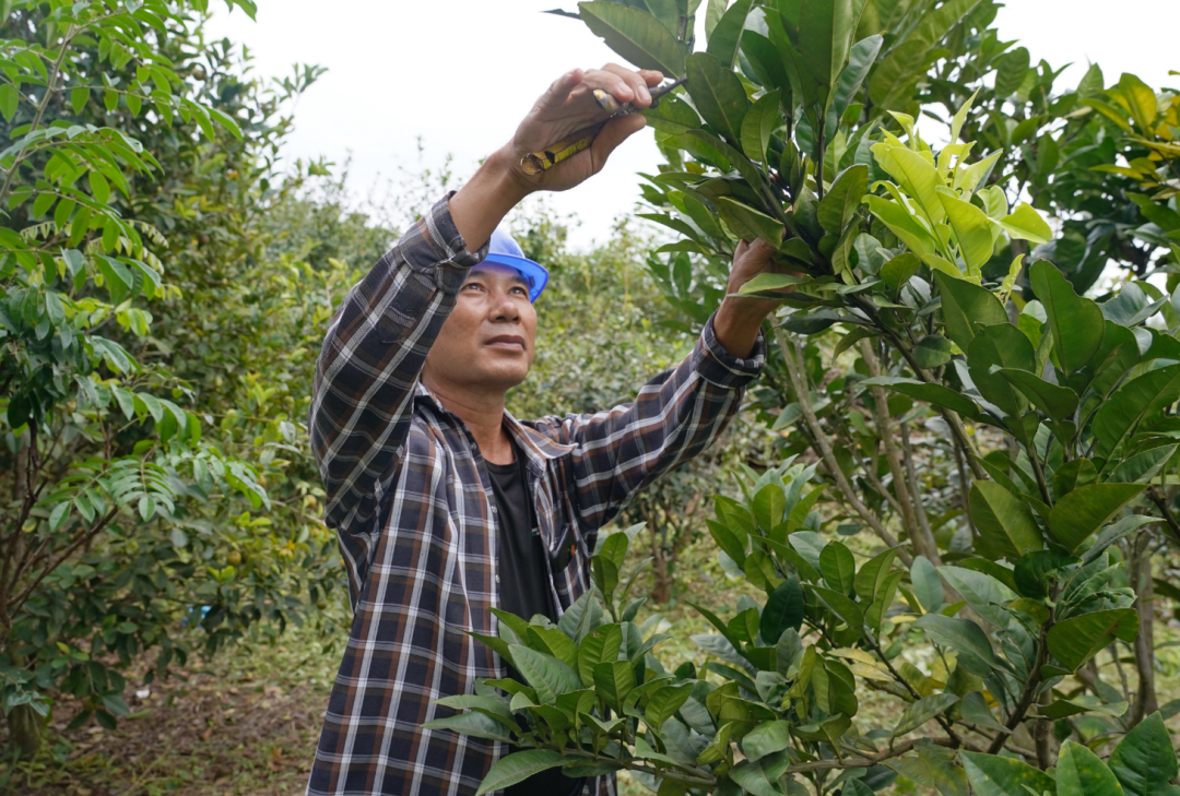 中药种植致富新路_致富经种植中药材视频_致富药材种植