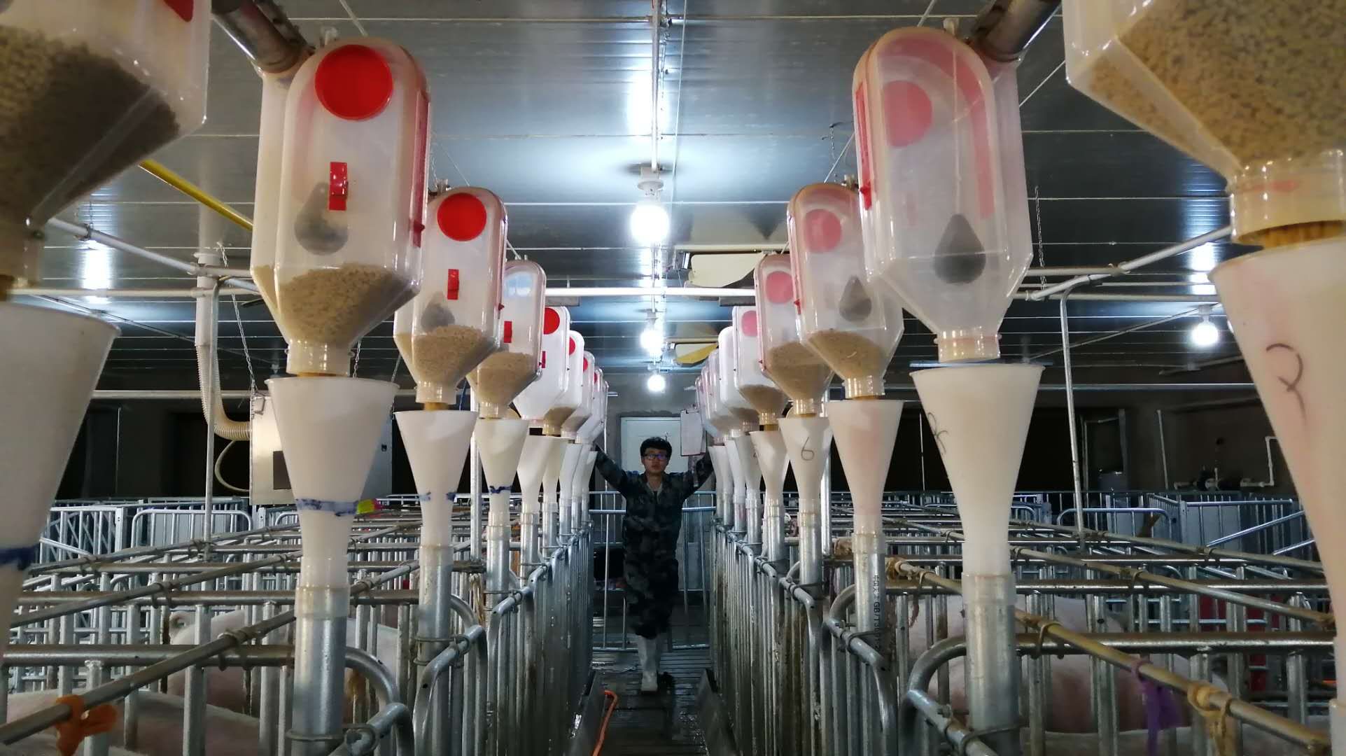 养殖猪技术培训学校_养殖猪技术培训学校视频_猪的养殖技术